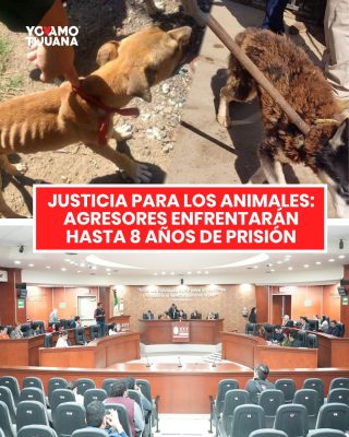 Justicia para los animales: agresores enfrentarán hasta 8 años de prisión