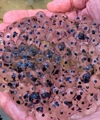 El mundo oculto dentro de los huevos de rana: una mirada profunda al ciclo de vida más delicado de la naturaleza