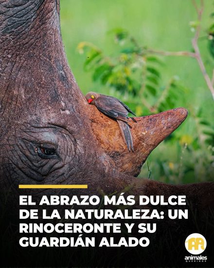 Dos amigos improbables atrapados en el abrazo más dulce de la naturaleza