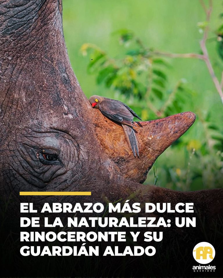 Dos amigos improbables atrapados en el abrazo más dulce de la naturaleza