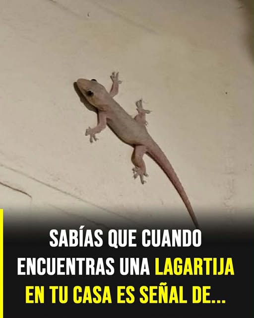 Qué significa que una lagartija entre a tu casa: simbolismo y creencias populares