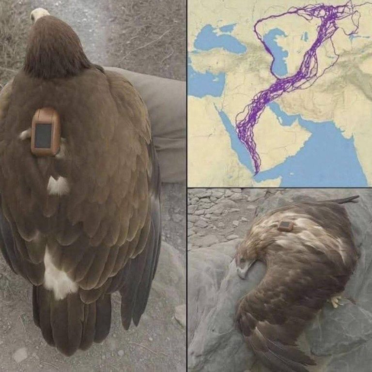 DURANTE 20 AÑOS, UN ÁGUILA EQUIPADA CON GPS DEJÓ PERPLEJOS A LOS CIENTÍFICOS: LO QUE DESCUBRIERON CAMBIÓ TODO