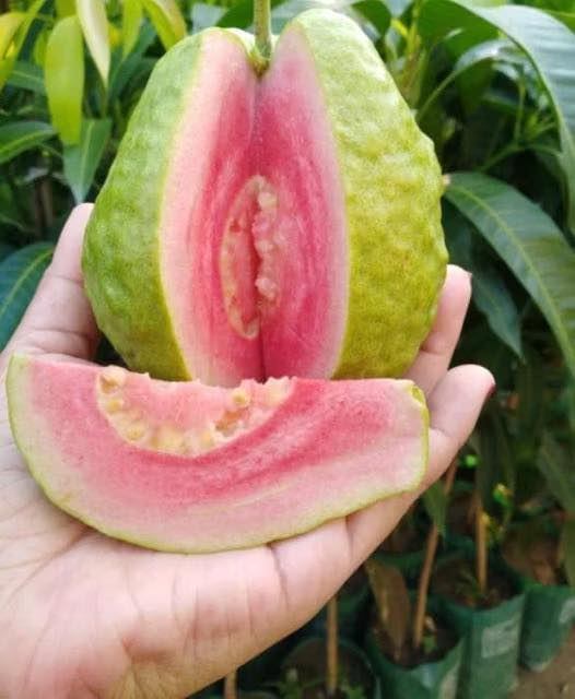 Las médicos revelan que el té de hoja de guayaba causa …