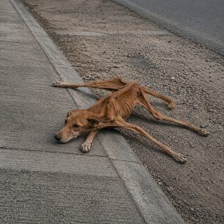 Nadie se detuvo por el perro que agonizaba junto a la acera…-tuan