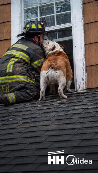 Todos gritaban que lo dejaran… que solo era un perro”— pero cuando el bombero lo cargó desde el techo, el animal hizo algo que dejó callada a toda la calle.